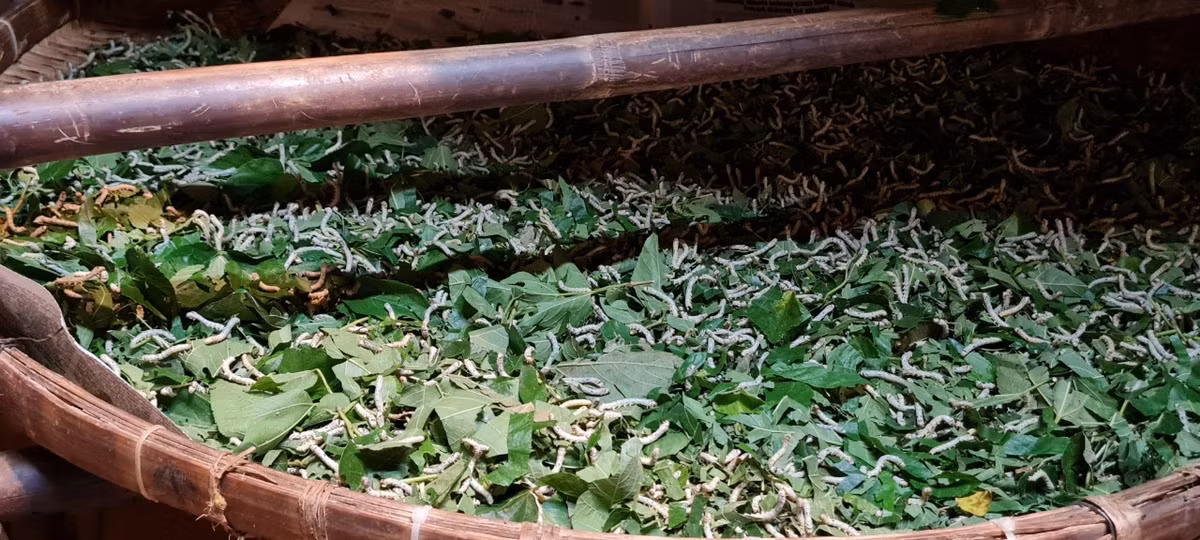 Quy trình trồng dâu - nuôi tằm - ươm tơ - dệt lụa của đất Quảng được tái hiện chân thực nơi đây.