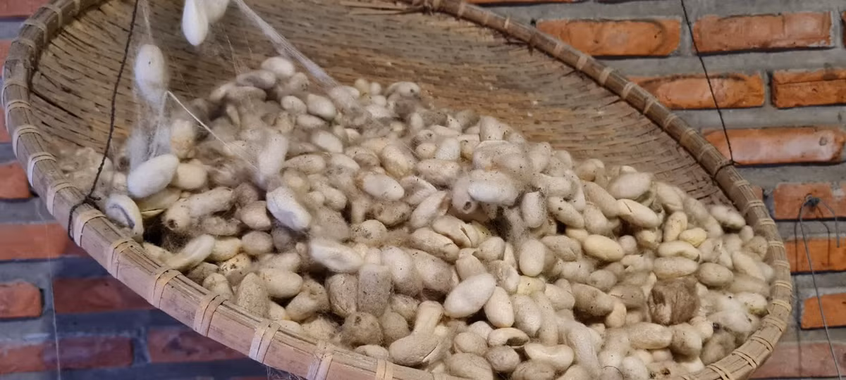 Sợi tơ lớn được tạo thành bởi nhiều sợi kén nhỏ.