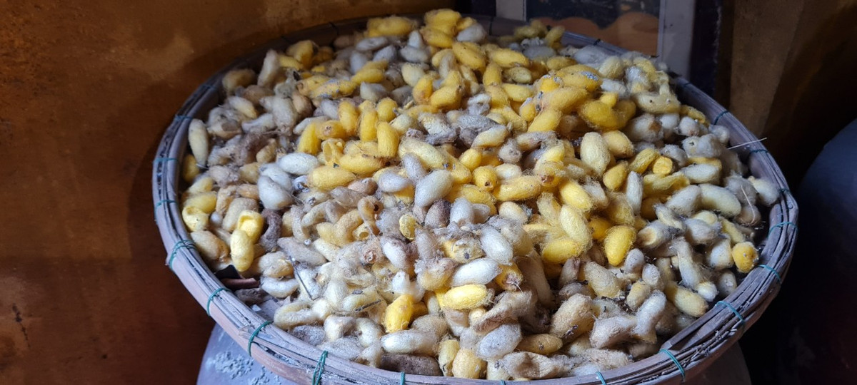 Du khách sẽ được tìm hiểu về cách nuôi và chăm sóc những con tằm, hái lá cho tằm ăn và chờ đợi để tằm tự quấn kén và thu hoạch chúng.