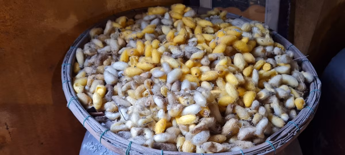 Du khách sẽ được tìm hiểu về cách nuôi và chăm sóc những con tằm, hái lá cho tằm ăn và chờ đợi để tằm tự quấn kén và thu hoạch chúng.