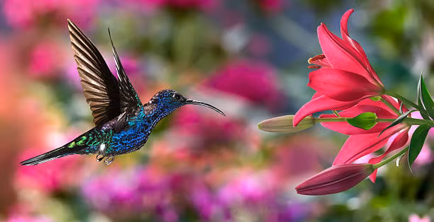 Truoc Tet Nguyen dan, 4 con giap duoc quy nhan giup do, tai loc khong thieu