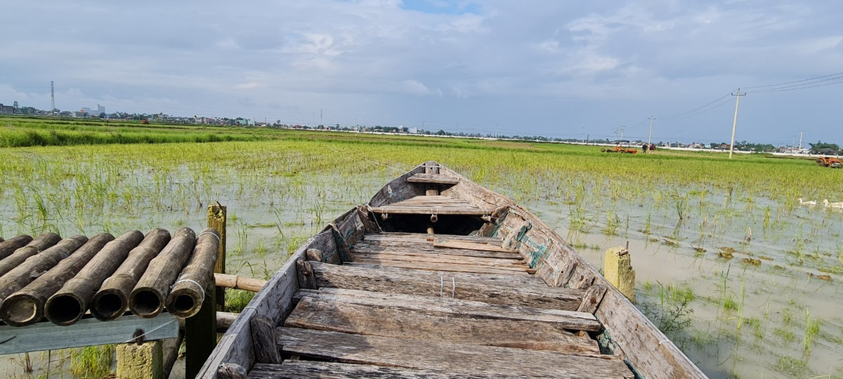 Bao quanh lò gạch cũ là cánh đồng lúa.