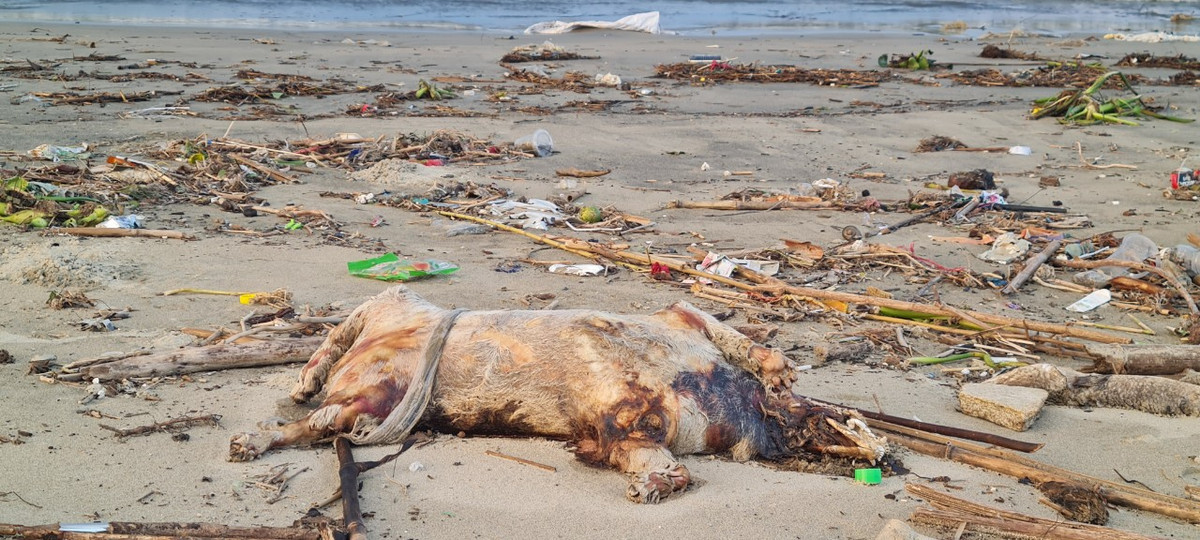 Từ xác động vật ...