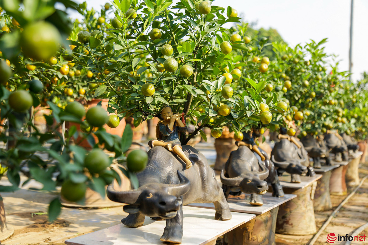 Lang quat Tu Lien san sang vu Tet, gia tang 20-40%-Hinh-5