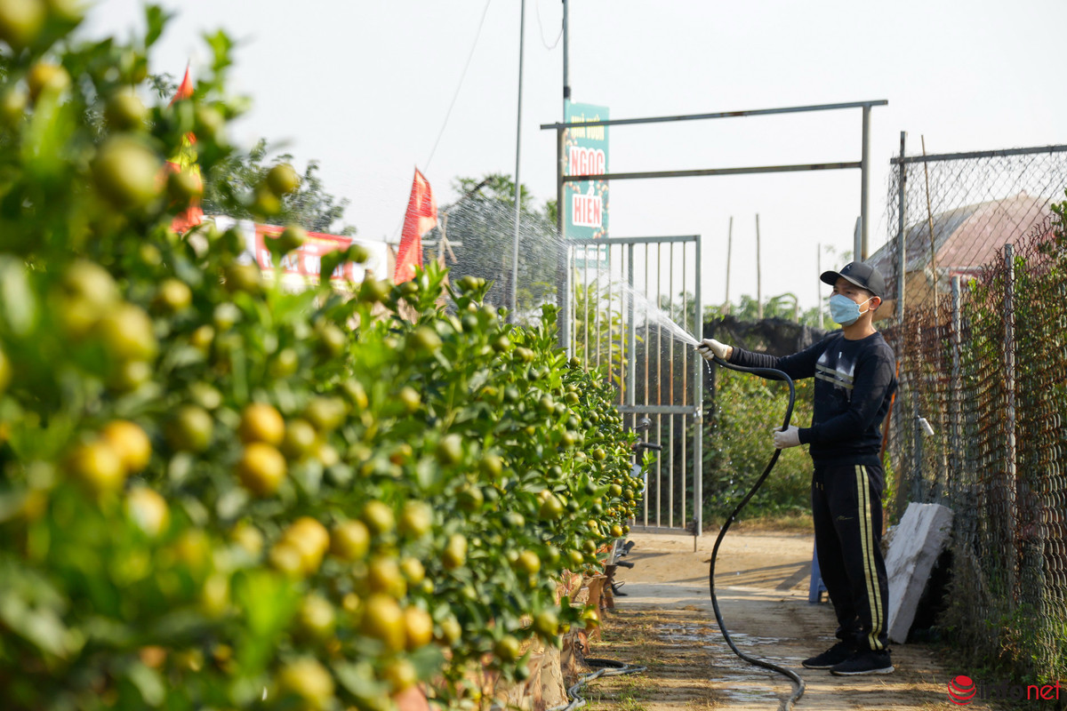 Lang quat Tu Lien san sang vu Tet, gia tang 20-40%-Hinh-3