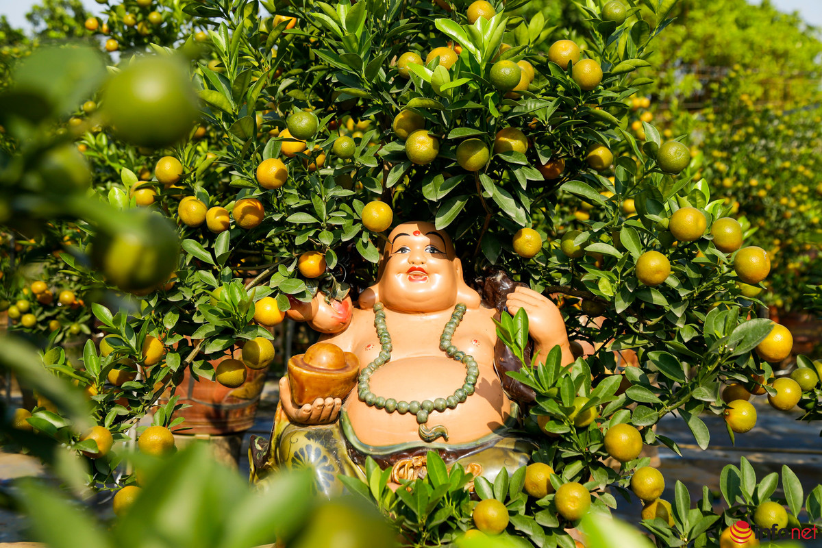 Lang quat Tu Lien san sang vu Tet, gia tang 20-40%-Hinh-10