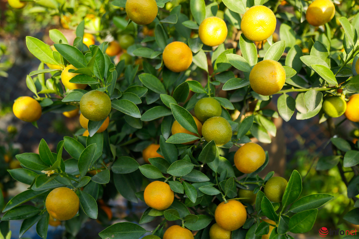 Lang quat Tu Lien san sang vu Tet, gia tang 20-40%-Hinh-7