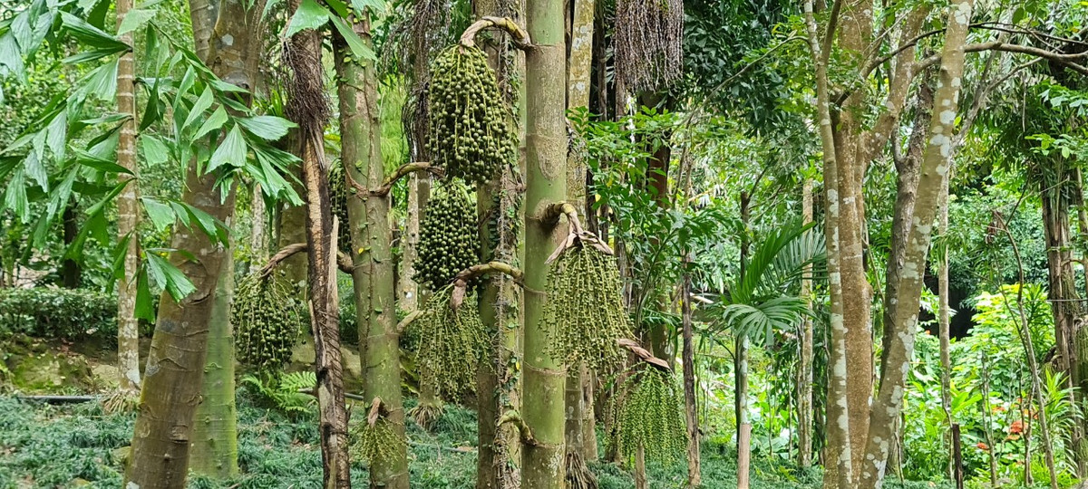 Xung quanh là cây đồng đình - một giống cây thuộc họ cau mọc chủ yếu ở khu vực rừng Sơn Trà và cũng là điểm nhấn của cảnh quan sinh thái nơi đây.