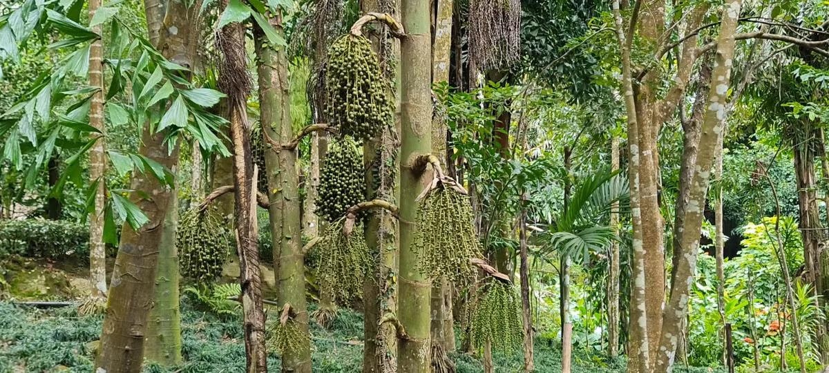 Xung quanh là cây đồng đình - một giống cây thuộc họ cau mọc chủ yếu ở khu vực rừng Sơn Trà và cũng là điểm nhấn của cảnh quan sinh thái nơi đây.