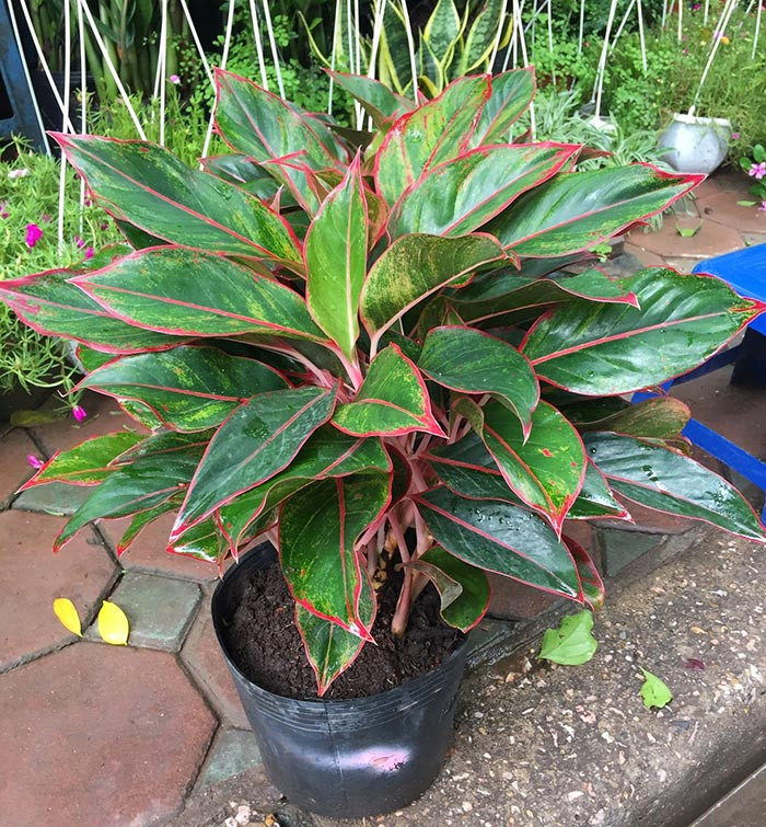  Cây phú quý: Cây phú quý được cho là mang lại tài lộc và may mắn cho người sở hữu. Màu đỏ của cây còn tượng trưng cho sức mạnh, quyền lực, sự quyết đoán, nhiệt huyết trong tình yêu. Bởi vậy, khi đặt cây lên bàn thờ, mọi sự đều như ý. Tài lộc kéo đến, sức khỏe gia tăng, gia đình thuận hòa, yên ấm. Bên cạnh đó, cây còn giúp tẩy uế tà khí khiến cho gian thờ nhà bạn sẽ luôn trang nghiêm. 