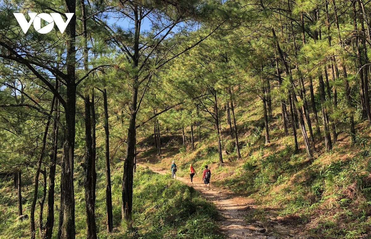 Đường đi băng qua những đồi thông lấy nhựa, thông mã vĩ xanh mướt trong nắng thu khiến cho chuyến đi thêm phần lý thú.