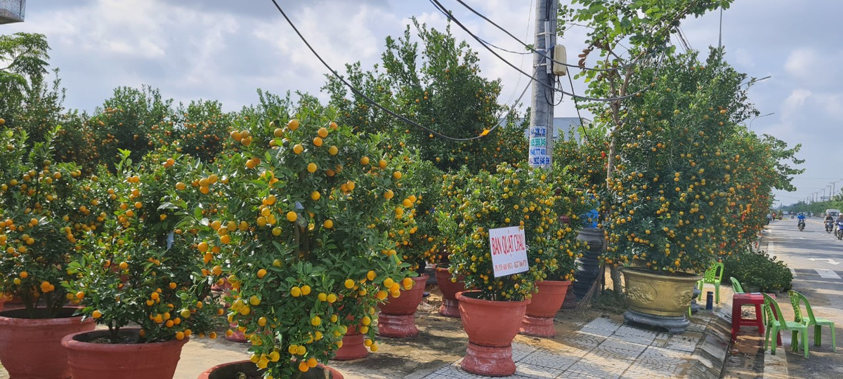 Những ngày này, quất đã được các nhà vườn mang ra phố.