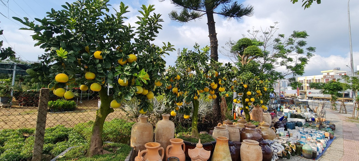 Thời tiết năm nay thuận, bưởi đạt quả và xanh lá hơn, đa dạng mẫu mã, đa dạng giá cả là những yếu tố khiến thị trường năm nay sôi động hơn mọi năm.