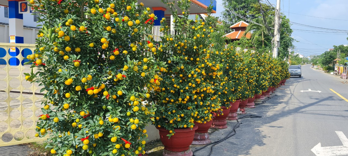 Hầu hết quất đã ngả sang màu vàng chín, quả to tròn, lá xanh, dáng chuẩn rất bắt mắt.