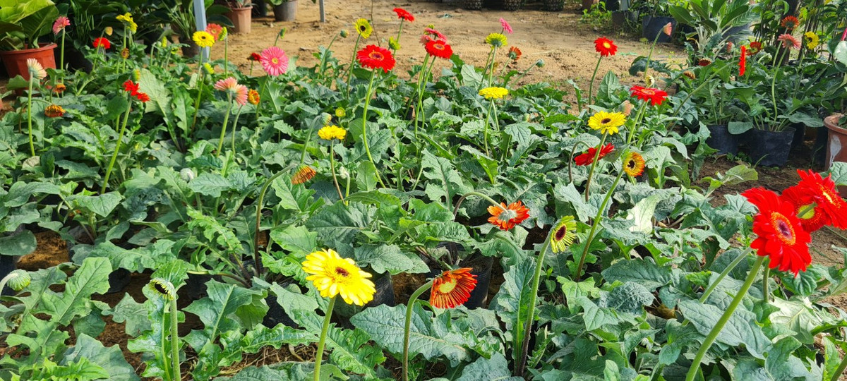 Hoa dồng tiền có nhiều màu sắc rực rỡ như vàng, hồng, đỏ, cam,... làm nổi bật căn nhà trong những ngày đầu năm.