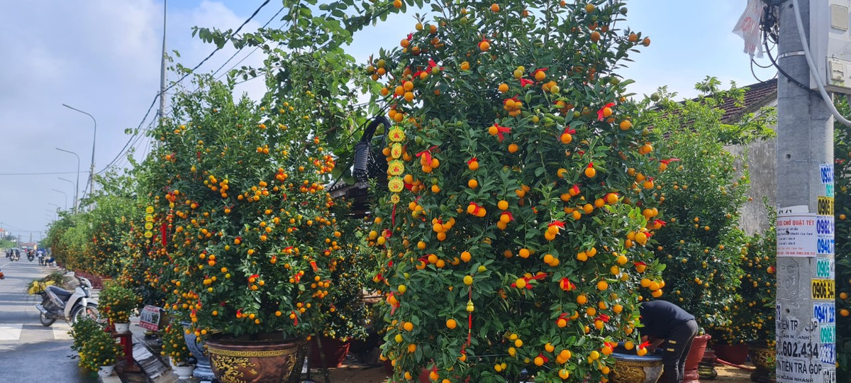 Một chủ vườn tại đây cho biết, năm nay thời tiết thuận lợi, cây quất phát triển tốt, cho trái đều, lại được giá nên bà con nông dân rất phấn khởi.