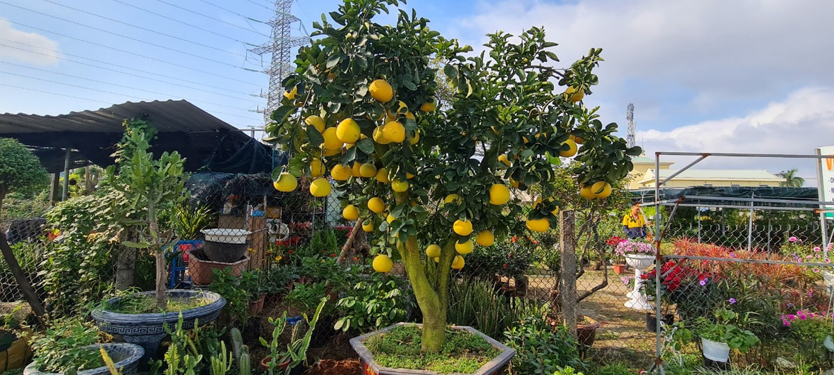 Bên cạnh quất, cúc, mai… những chậu bưởi trĩu quả cũng được nhiều người lựa chọn chơi Tết.