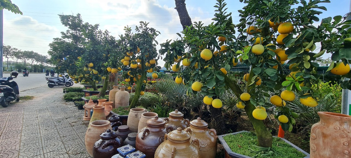 Những chậu bưởi cảnh đang được bày bán trên phố để phục vụ nhu cầu sắm Tết sớm của người dân.