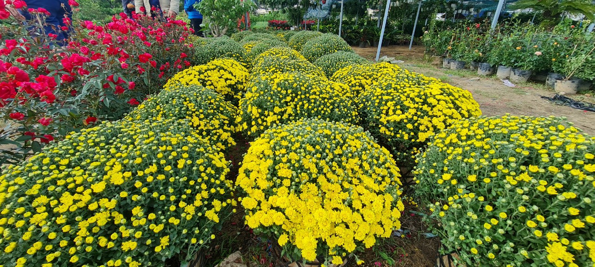 Cúc mâm xôi đã vàng rực một góc phố.