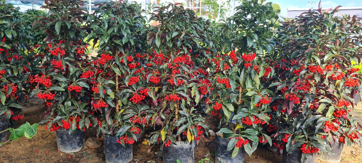 Nhìn sắc đỏ tươi tắn, rực rỡ từ những chậu hoa nhỏ, có thể cảm nhận được không khí rộn ràng, vui tươi, đầy sức sống những ngày xuân sắp tới.