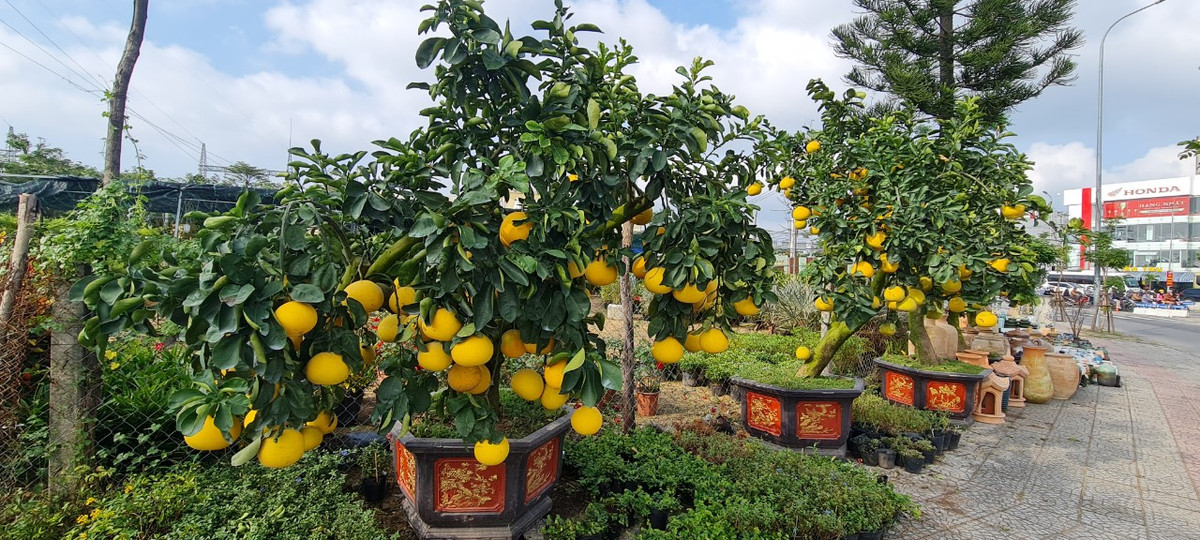 Còn tại Đà Nẵng, không khí Tết cũng đã xuất hiện trên các con phố.