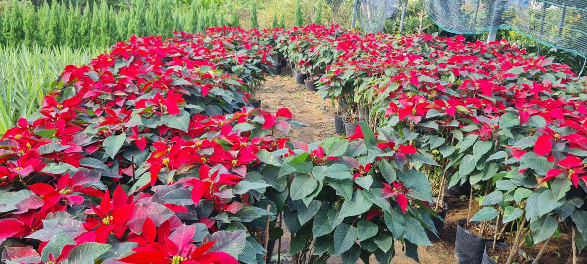 Xen lẫn màu đỏ của hoa trạng nguyên - loại hoa được cho là mang đến một năm mới may mắn, thành công, niềm hy vọng, lạc quan trong cuộc sống.