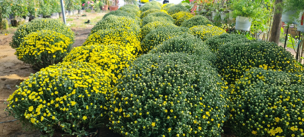 Các nhà vườn trên địa bàn thành phố Đà Nẵng đang khẩn trương chăm sóc, bảo đảm tiến độ, chất lượng hoa Tết, sẵn sàng phục vụ nhu cầu của người dân trong dịp Tết Quý Mão 2023.