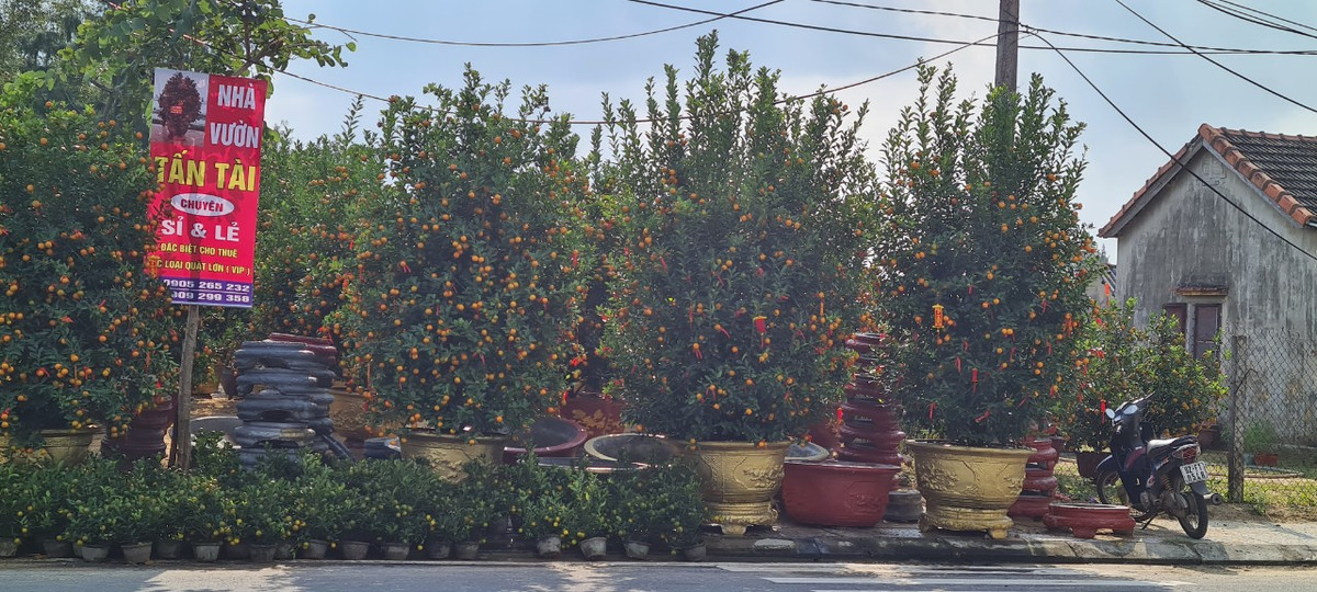 Quất cảnh Hội An nổi tiếng khắp miền Trung nên từ tháng 10 thương lái ở các nơi đã đổ về hoặc liên hệ đặt cọc mua.