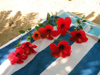 Ngoài dầu ô liu, quả bơ, trứng, dầu dừa, lô hội, chuối, mật ong, dấm trắng…thì hoa dâm bụt cũng có tác dụng khóa lại lớp biểu bì cho tóc. Lấy 8-10 bông hoa dâm bụt đun nóng trong dầu dừa đến khi hoa cháy đen thì vớt bỏ xác rồi dùng dầu này mát xa lên tóc, để tối thiểu 30 phút trước khi gội đầu. Hoặc cũng có thể lấy 3-4 lá dâm bụt và 2 cánh hoa dâm bụt xay với nước rồi bôi lên tóc, để khoảng 20 phút. 