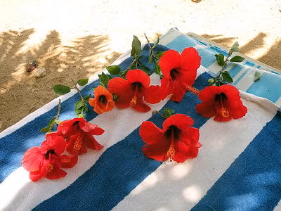 Ngoài dầu ô liu, quả bơ, trứng, dầu dừa, lô hội, chuối, mật ong, dấm trắng…thì hoa dâm bụt cũng có tác dụng khóa lại lớp biểu bì cho tóc. Lấy 8-10 bông hoa dâm bụt đun nóng trong dầu dừa đến khi hoa cháy đen thì vớt bỏ xác rồi dùng dầu này mát xa lên tóc, để tối thiểu 30 phút trước khi gội đầu. Hoặc cũng có thể lấy 3-4 lá dâm bụt và 2 cánh hoa dâm bụt xay với nước rồi bôi lên tóc, để khoảng 20 phút. 