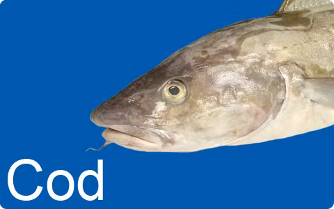 Cá tuyết là thực phẩm không có lợi cho sức khỏe vì cá tuyết ăn lại chính chất thải của nó. Cá tuyết được nuôi rất nhiều ở Trung Quốc và gần như nửa số cá tuyết bán ở thị trường Mỹ có nguồn gốc Trung Quốc. 