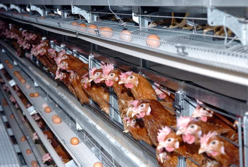 Nếu so sánh về phương pháp chăn nuôi, dù màu trắng hay nâu thì trứng gà không nuôi lồng cũng chỉ có giá trị dinh dưỡng tương đương gà nuôi lồng mặc dù được chăn nuôi “nhân đạo” hơn. 