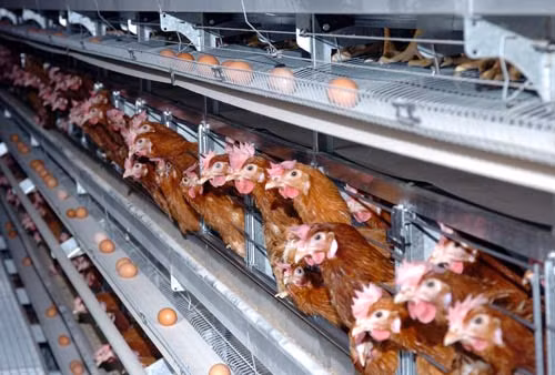 Nếu so sánh về phương pháp chăn nuôi, dù màu trắng hay nâu thì trứng gà không nuôi lồng cũng chỉ có giá trị dinh dưỡng tương đương gà nuôi lồng mặc dù được chăn nuôi “nhân đạo” hơn. 