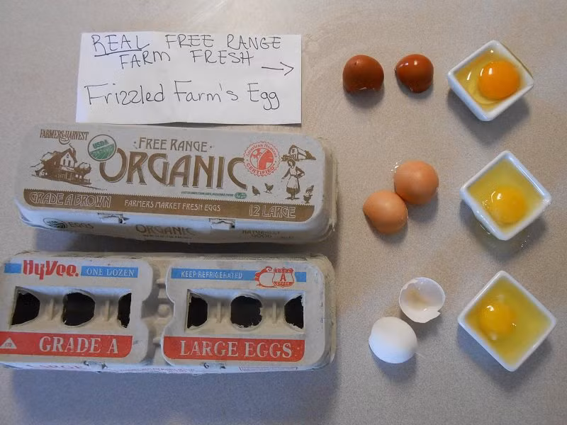 Những loại trứng nâu ghi là trứng gà cho ăn tự do do gà thả rông đẻ ra. Trứng hữu cơ là trứng gà không nuôi trong lồng, gà có thể đi ra ngoài khu vực chăn nuôi và được cho ăn thức ăn không có thuốc trừ sâu. Vì những lý do trên, trứng gà hữu cơ là loại trứng có giá thành cao nhất. Nhiều người chăn nuôi gà cho gà nâu đẻ trứng để thu hoạch trứng nâu, nhưng không phải trứng nâu nào cũng là trứng hữu cơ.