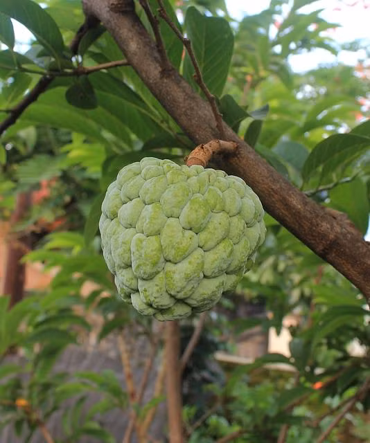 Cherimoya là một loại quả hiếm mọc trên núi Andes giữa Argentina và Chile. Đây là một trong những loại quả hiếm nhất vùng Nam Phi. Cherimoya thuộc họ mãng cầu, ngọt và có mùi thơm dễ chịu. Cherimoya có đủ loại vitamin thiết yếu, chất chống oxy hóa và khoáng chất và có thể loại bỏ độc tố trong cơ thể. Ở Việt Nam, còn gọi quả này là quả na.
