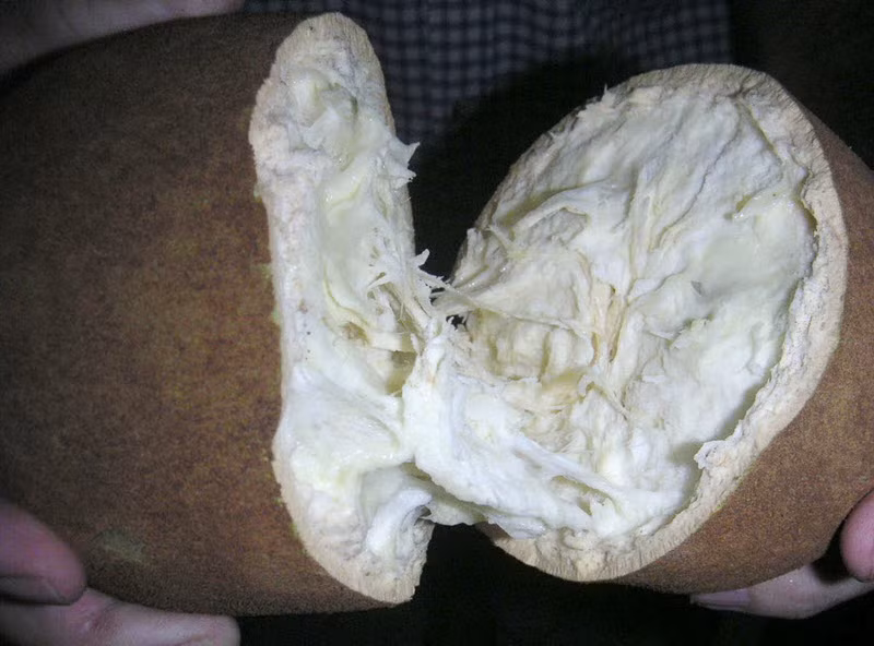 Quả cupuacu chỉ được tìm thấy trong rừng rậm Amazon và một số vùng ở Peru. Đây hoàn toàn là một loại quả dại, dài khoảng 20cm và nặng trung bình khoảng 2kg. Quả này có vỏ dày và thịt mềm, ngon. Thịt của cupuacu rất thơm, giàu vitamin B1, B2, B3. Thực ra, cupuacu thuộc họ socola nên ăn có vị rất giống socola. 