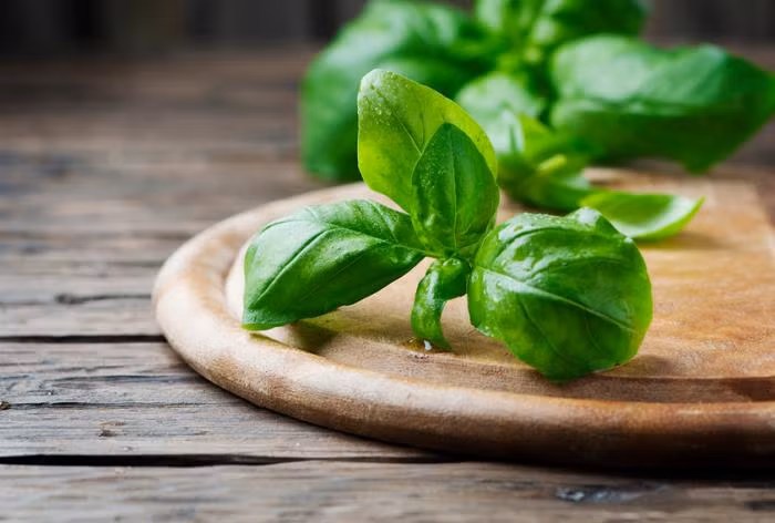 Húng quế cũng là một bài thuốc chữa viêm amiđan hiệu quả nhờ có đặc tính kháng virus và chống viêm sưng. Ngoài ra húng quế còn có tác dụng làm dịu và làm lành. Chỉ cần cho từ 10-12 lá húng quế vào 1,5 cốc nước đun sôi 15 phút rồi lấy nước uống 3 lần/ngày. Có thể cho thêm một ít nước chanh và mật ong cho dễ uống.