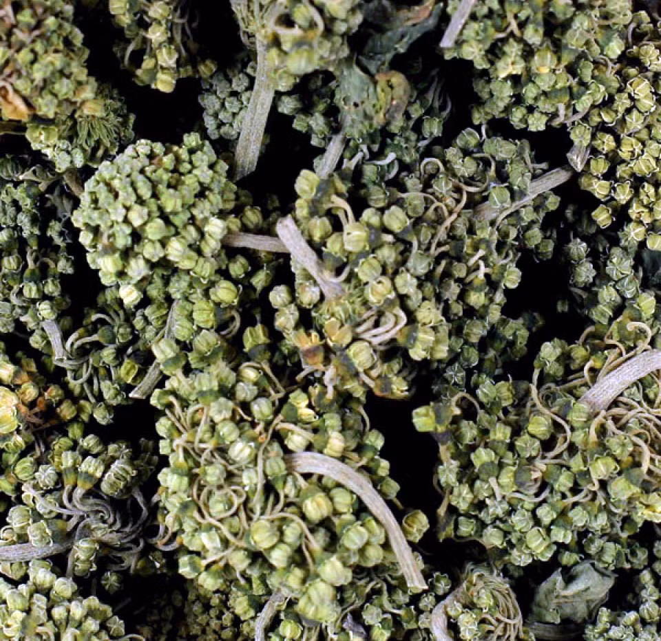 Trà hoa thiên khí là một loại trà của Trung Quốc, tên gọi có ý nghĩa là một loại đồ uống có tác dụng chữa bệnh. Cây thiên khí có thể chữa được một số loại bệnh như mất ngủ, hay bị choáng váng và phát ban. Loại trà đắt nhất thế giới này được trồng ở tỉnh Vân Nam và có vị bạc hà. 