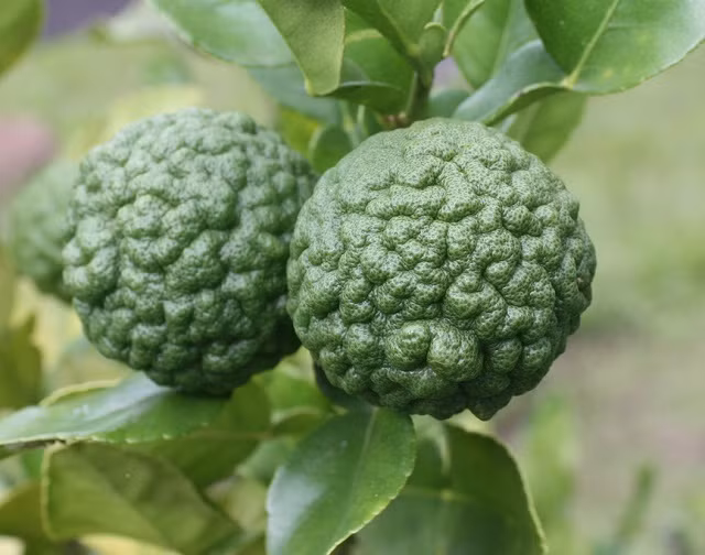 Chanh kefir là một loại chanh khác thường có thể nhận dạng qua hình thức vỏ xù xì thô ráp và thường được dùng để ngâm dấm. Lá chanh kaffir được dùng để nấu món cà ri và món canh tom yum của Thái Lan. 