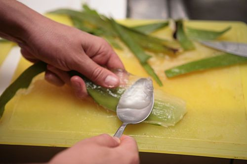 Lô hội không chỉ là cứu tinh của làn da khô hay cháy nắng mà còn là cứu tinh của tóc khô. Bạn có thể dùng gel lô hội tươi hoặc mua sẵn bôi lên tóc khoảng 30 phút rồi gội và xả sạch với nước. Phương pháp này còn giúp tóc mọc nhanh và giảm gãy rụng. 