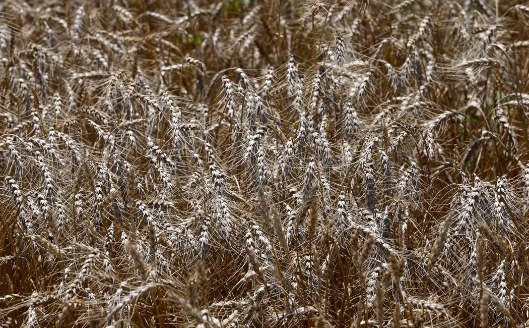 Lúa mì biến đổi gen không phải là nguyên nhân khiến người ăn nhạy cảm với gluten vì lúa mì biến đổi gen không được bán ra. Thực ra, lúa mì có bị biến đổi gen nhưng là để kiểm tra khả năng sống sót với thuốc diệt cỏ, Một viện nghiên cứu ở Anh lại biến đổi gen lúa mìa để ngăn côn trùng vào vào năm 2014, các nhà nghiên cứu Trung Quốc đã biến đổi gen lúa mì để chống lại dịch nấm bột nhưng chỉ là để thử nghiệm. 