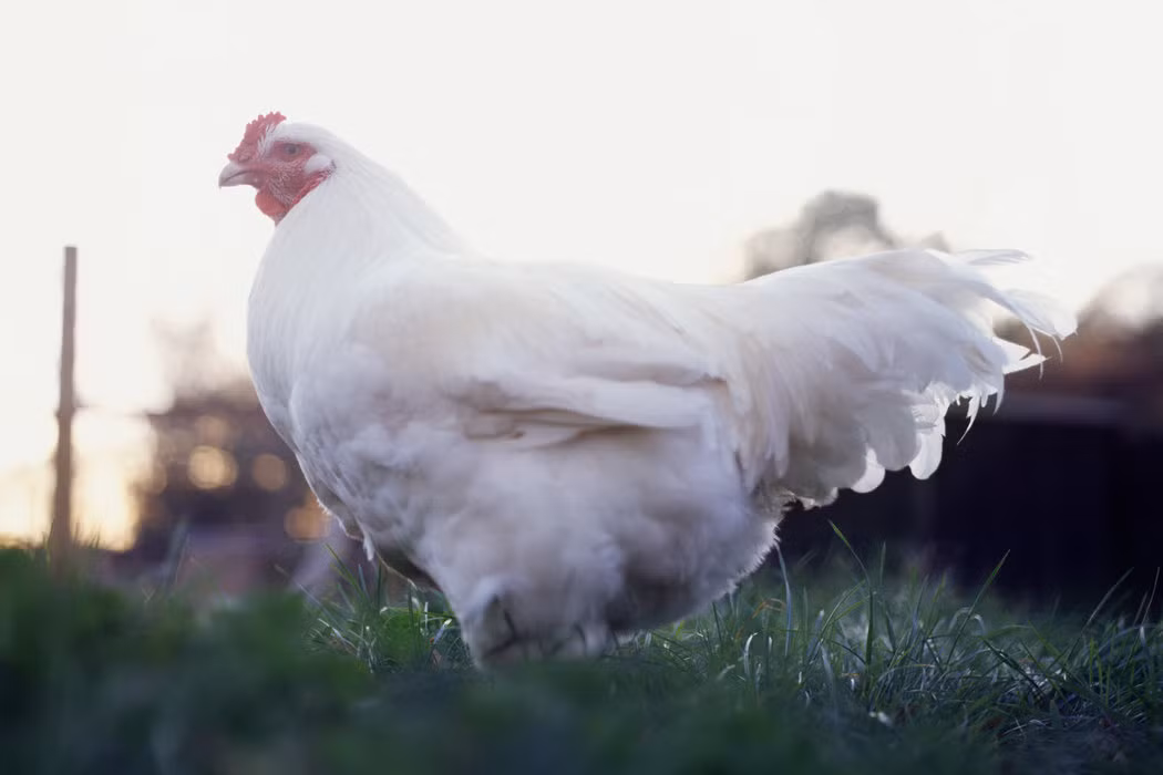 Những con gà có phần khổng lồ này không phải bị đột biến gen mà được nuôi bình thường. Nhưng trong vòng 60 năm qua, kích cỡ và trọng lượng của gà đã tăng lên rất nhiều nhưng chưa hề bị can thiệp ADN trong phòng thì nghiệm. Gà to là do được nuôi cùng với những loại gà tốt nhất và vì người Mỹ thích ăn thịt trắng nên gà được nuôi sao cho có phần ức rất to. 