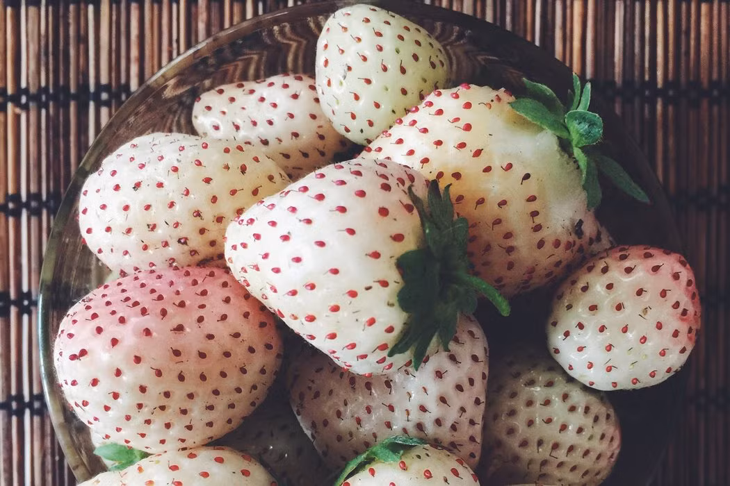 Dâu tây màu trắng không phải được tạo ra trong phòng thí nghiệm mà là được trồng theo một phương pháp cũ. Trước đó vào năm 1930 người Nhật đã trồng được dưa hấu không hạt bằng cách đưa hạt dưa hấu vào hoá chất để nhân đôi nhiễm sắc thể và bằng cách thụ phấn chéo với một loại dưa hấu thông thường khác. 