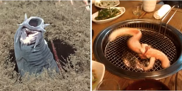 Cá mút đá trông như một con cá quái vật từng xuất hiện trong phim kinh dị và chỉ có ở Hàn Quốc. Cá này thường được tìm thấy khi đang ăn rỉa xác cá voi và cá mập dưới đáy biển. Khi bị đe dọa, một con cá mút đá có thể tiết ra các enzyme đủ sức biến một thùng nước thành một thùng chất nhớt. Thịt cá này khi nướng lên ăn rất dai. 