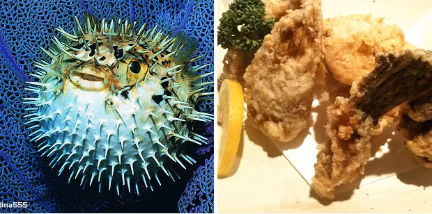 Cá nhím có phần da dai nhưng thịt lại mềm. Da cá có thể luộc hoặc làm salad, thịt cá được dùng để làm món Okinawan rất ngon. 