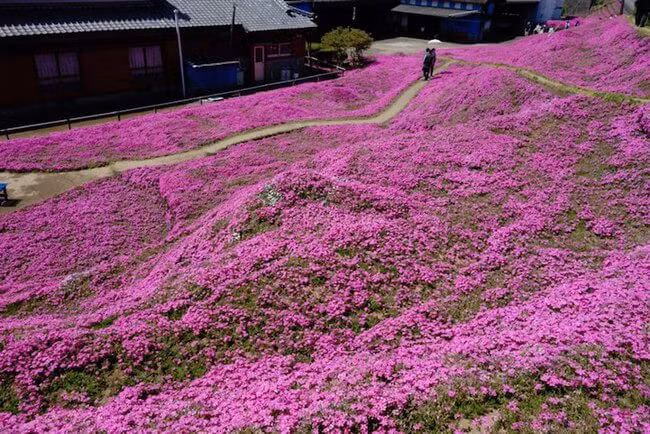 Ông đã chọn hoa chi anh màu tím hồng và biến trang trại của mình thành một thiên đường hoa khổng lồ màu sắc rực rỡ. Loài hoa này không chỉ gây ấn tượng về thị giác mà còn mang lại mùi hương rất thanh tao cho trang trại của ông, một món quà mà ông dành tặng người vợ yêu quý của mình. 