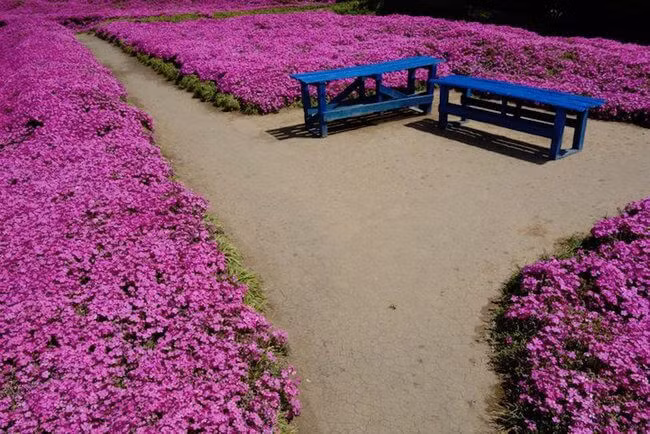 Vào tháng 3 và tháng 4 khi hoa Chi Anh nở, trang trại của ông thu hút tới hơn 7.000 người đến thăm.