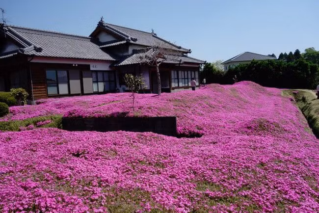 Vô cùng đau khổ, bà luôn tìm cách cô lập bản thân mình khỏi xung quanh. (Trong ảnh là thiên đường hoa mà ông Kuroki chăm bón, tặng vợ của mình)