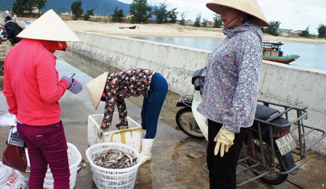 Tiểu thương thu mua hải sản đánh bắt xa bờ cho ngư dân ở thị xã Kỳ Anh.