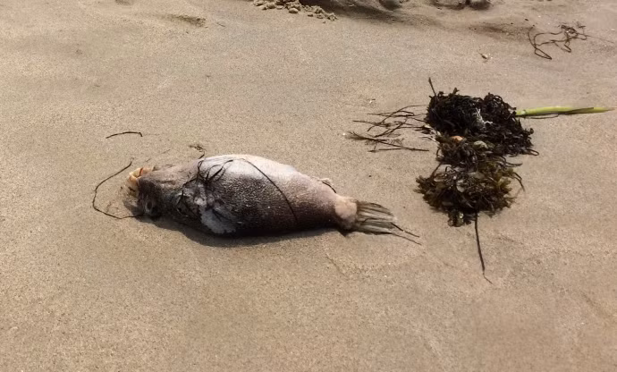 Theo ông Nguyễn Phú Ban, nguyên nhân cá chết trôi dạt vào biển Đà Nẵng có thể do bị thương ngoài biển.